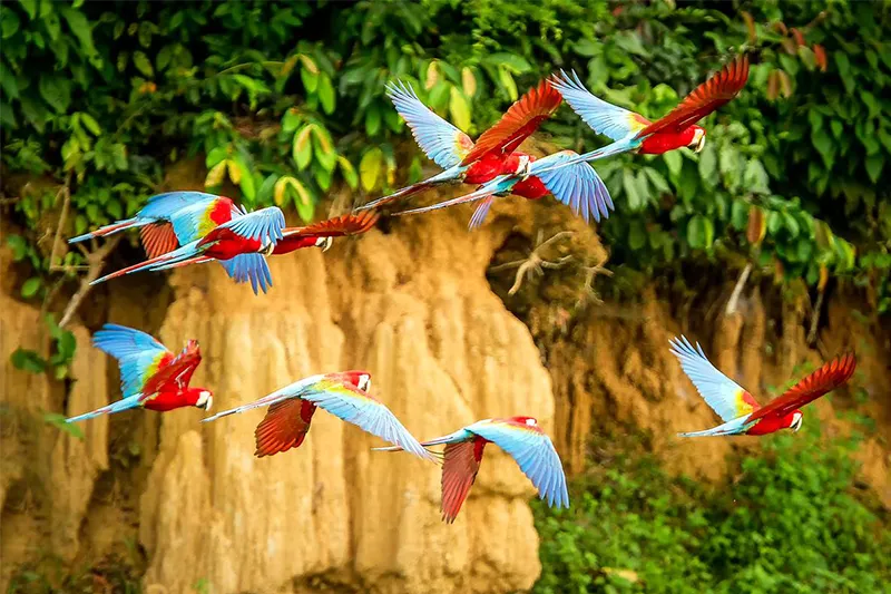 Chuncho Macaw Sanctuary